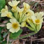 Primula elatiorKvet