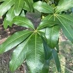 Pachira aquatica Hoja