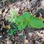 Epipactis helleborine পাতা