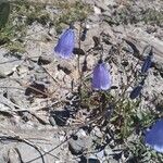 Campanula cochleariifolia Hábito