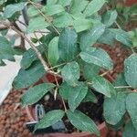 Plinia cauliflora Foglia