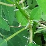 Euphorbia hypericifolia Rinde