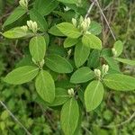 Lonicera morrowii Blad