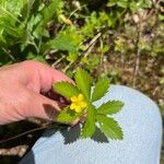 Potentilla simplex Fleur