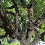 Ficus sycomorus Kůra