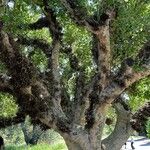 Ficus sycomorus Bark