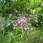 Allium carinatum Flor