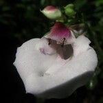 Impatiens macroptera Flower