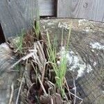 Agrostis stolonifera Folha