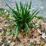 Carex plantaginea Leaf