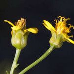 Coreocarpus arizonicus Flower