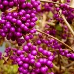 Callicarpa bodinieri Плід