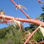 Beschorneria yuccoides 樹皮