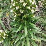 Echium decaisnei Leaf