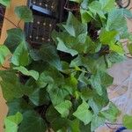 Hedera algeriensisHoja