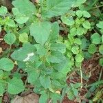 Boerhavia erecta ഇല