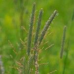 Phleum pratense Květ