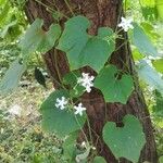 Trichosanthes cucumerina Blatt
