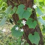 Trichosanthes cucumerina Feuille