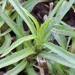 Mentha cervina Feuille