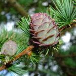 Larix kaempferi फल