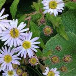 Aster amellus Annet