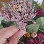 Monarda fistulosa Flower