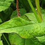 Bistorta amplexicaulis Leaf