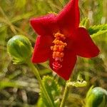 Hibiscus aponeurus 花