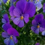 Viola lutea Цвят