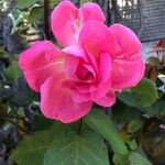 Rosa spp. Цвят
