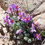 Linaria alpina Fleur