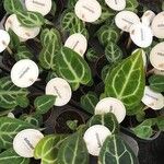 Anthurium crystallinum List