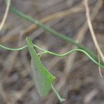 Leptadenia lanceolata 樹皮