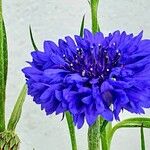 Centaurea cyanusFlors