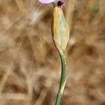 Petrorhagia proliferaFlower