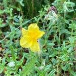 Helianthemum hirtum花