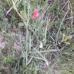 Lathyrus setifolius Folla