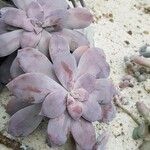 Graptopetalum superbumLeaf