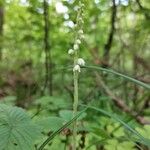 Goodyera repens 花