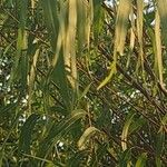 Salix nigra Leaf