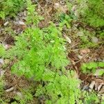 Chaerophyllum tainturieri Leaf