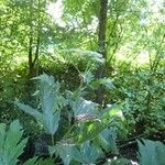 Heracleum mantegazzianumFolha