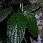 Piper sinuatifolium Leaf