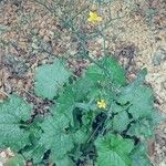 Lactuca muralis Habitus