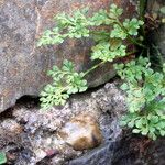 Asplenium ruta-murariaList