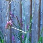 Verbena bonariensis Hábito