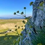 Bupleurum petraeum Plante entière