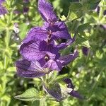 Salvia viridis Flower