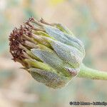 Helianthus niveus Fruto